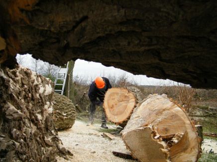 bomen zagen